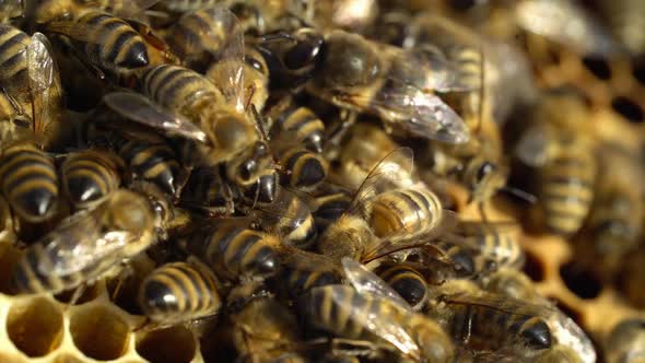 Close up view of the working bees on honey cells. Working bees on honeycomb. alt