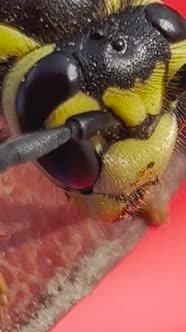 Yellow Jacket Wasp In Macro View alt