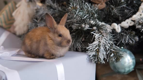 Cute Rabbit Sitting on a Gift Box Near Xmas Tree alt