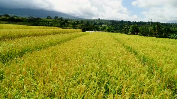 Walk in Rice Terraces in a Cloudy Day alt
