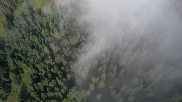 Flying Over the High Mountains with Pine Forest in Beautiful Clouds