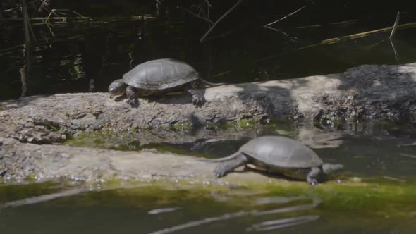 Watching turtles on a river cruise. alt