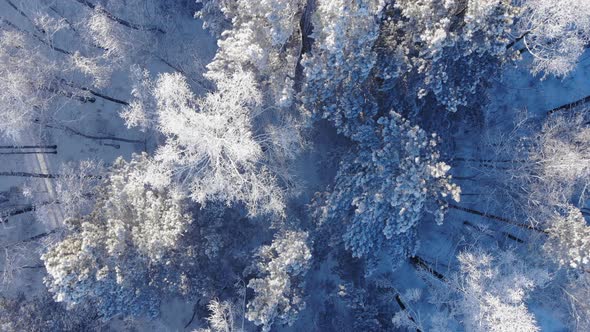 Aerial Shot of Winter Forest