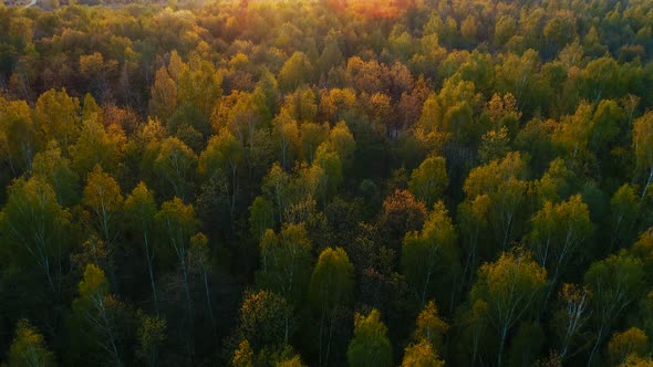 Spring Forest on Sunset in National Park