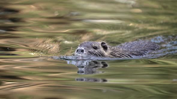 4K wild brown coypu, myocastor coypus in its natural habitat, paddling on a smooth water with reflec alt