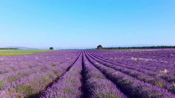 Lavender Fields in La Provence France