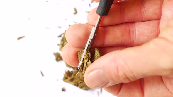 The Hemp Is Cut with Scissors. Preparing Cannabis for Consumption