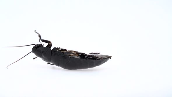 Cockroach Lies on Its Back with Its Paws Up and Turns. White Background. Close Up. Slow Motion alt