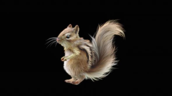 73 Chipmunk Dancing HD alt