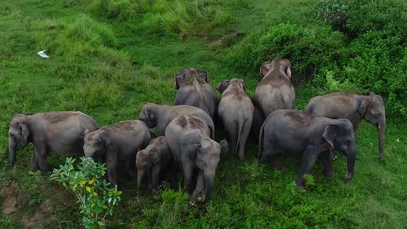 Indian Elephants Herd 