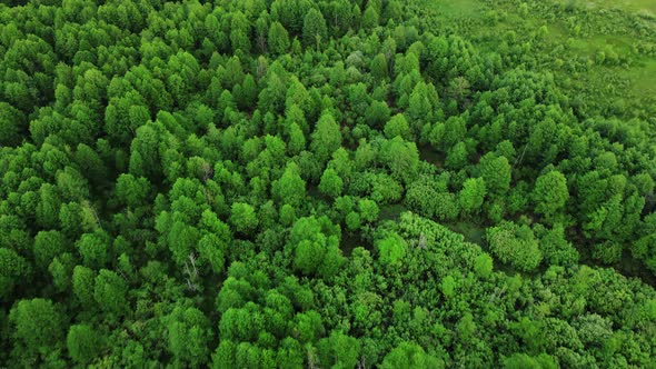 Aerial View of Green Forest Trees alt