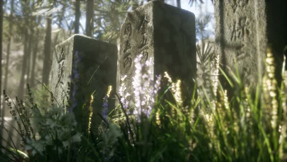 Japan Bamboo Forest and Green Meadow Grass with Natural Light alt