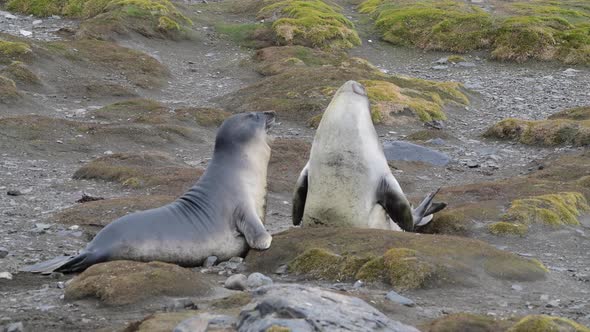 Two Elephant Seals Playing on the Beach
