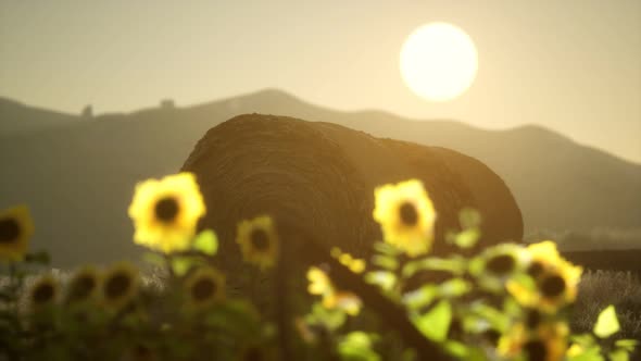 Hay Bales in the Sunset alt