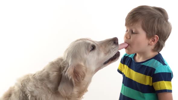 Care and Love for Pets. Little Boy in Studio on a White Background Feeds a Sausage a Large Golden