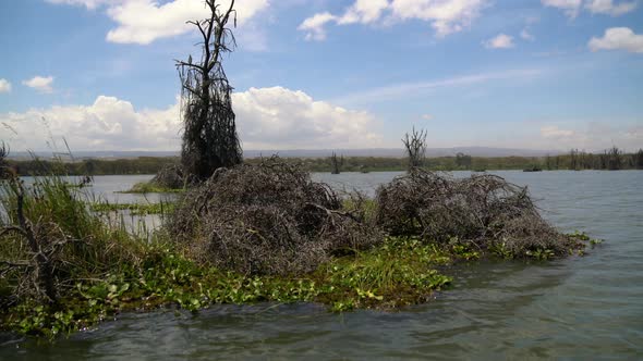 Lake Naivasha with dry trees alt
