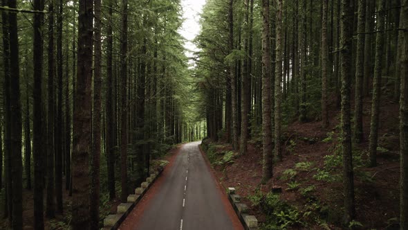 Pine Trees Forest with a Narrow Road alt