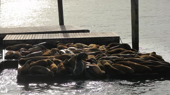 San Francisco United States alt