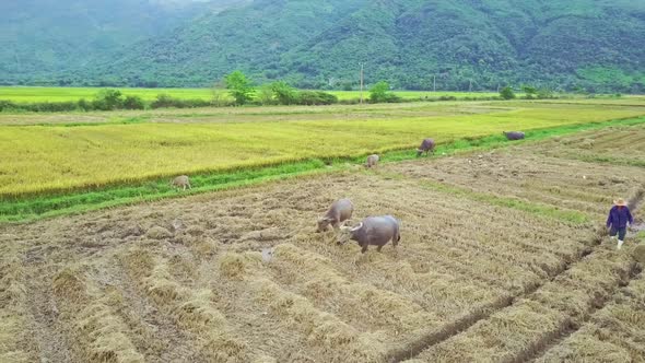 Camera Flies Over Grey Buffaloes Walking on Empty Field alt