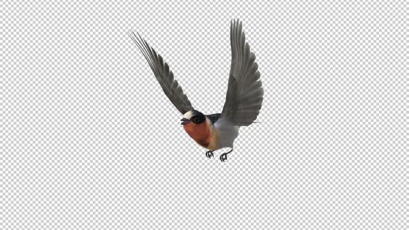 Cliff Swallow - Flying Loop - Side Angle - Alpha Channel