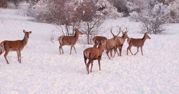Deer Herd in Winter on the Hills Covered with Trees Behind the Fence alt