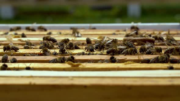 Bees collect nectar. Beehive in the apiary alt