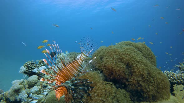 Colorful Red Sea Coral Lion-Fish alt