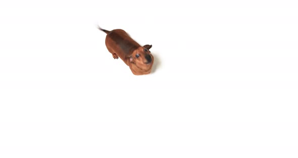 4K - Dachshund stands on hind paws and looks into camera alt