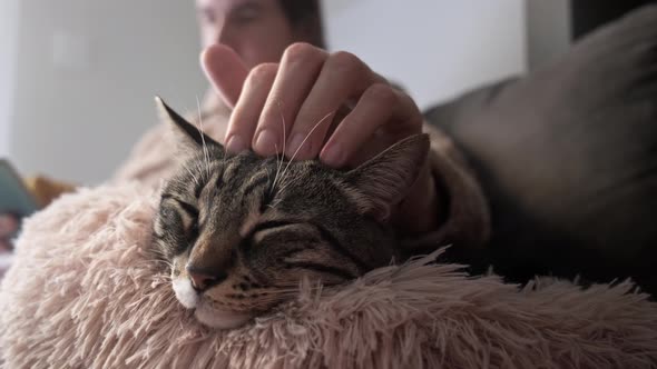Close up man petting cat. alt