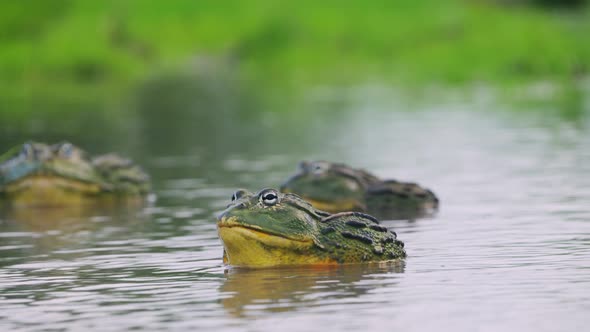 Close up Of  Huge African Bullfrogs In A Pond In Central Kalahari Reserve - close up shot alt