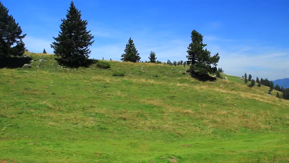 Mountain Pastures and Forests in Summer
