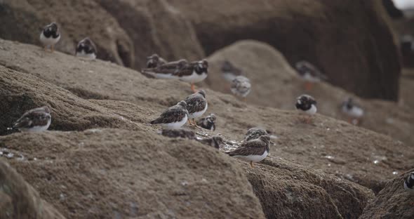Turnstones Arenaria Interpres Feeding on Barnacles at a UK Shoreline Location alt