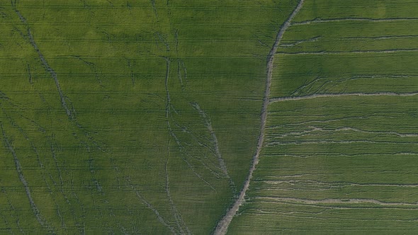 Aerial View of Large Fields of Wheat Cracking From the Intense Summer Heat alt