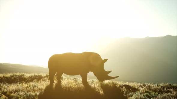 Rhino Standing in Open Area During Sunset alt