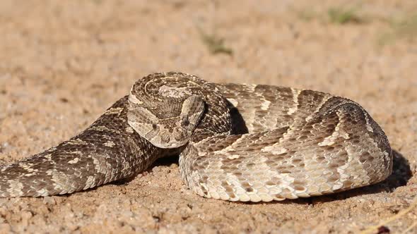 Defensive Puff Adder alt