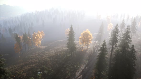 Aerial View of the Beautiful Autumn Forest at Sunset with Green Pine Trees alt