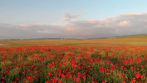 Flight Over Field of Red Poppies at Sunset.