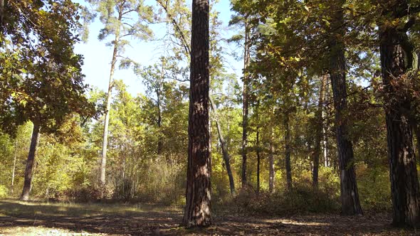 Trees in the Forest on an Autumn Day alt