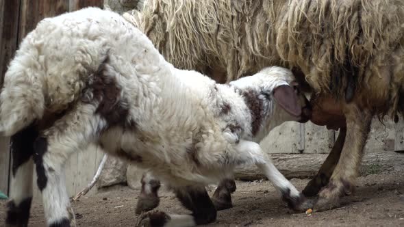 Baby Lamb Sucking Milk From His Mother, Stock Footage | VideoHive