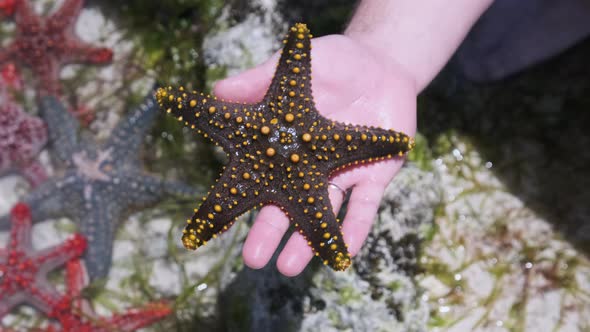 Man's Hand Holds a Yellow Starfish Over Transparent Ocean Water By Coral Reef alt