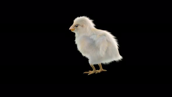 17 Baby Chicks Dancing 4K alt