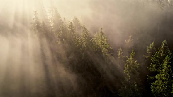 Rays of the Morning Sun Make Their Way Through Treetops in Summer Forest alt