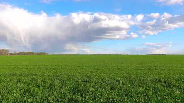 Spring green field, blue sky with white clouds. Fresh lush green grass swaying in light wind.