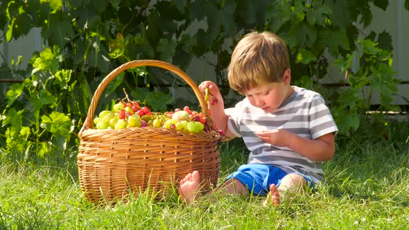 Boy eating grapes. Basket full of grapes. Harvesting concept. Vitamins. Vine production. Harvesting alt
