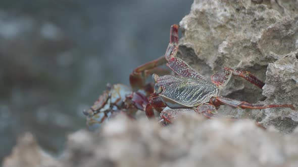 A Sally Lightfoot Crab makes its way across the rocky shore as waves crash on an Aruba beach. alt