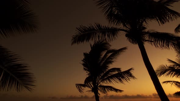 Sunset Palms Trees In Backlight