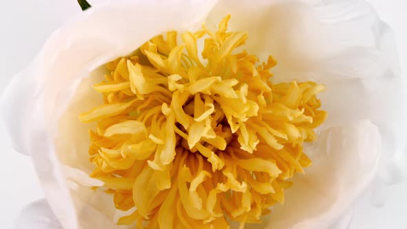 Beautiful Pink Blooming Peony Flower Open on White Background alt