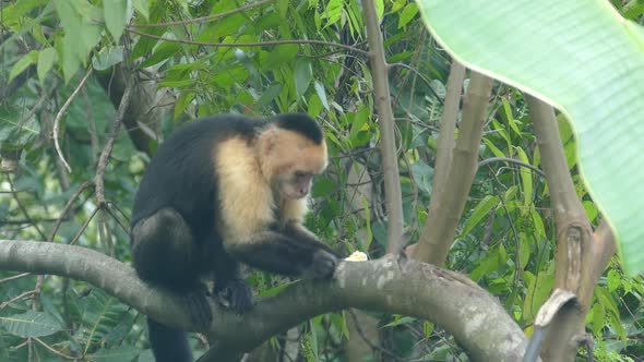 Capuchin monkey eating fruit in a tree in the forest  alt