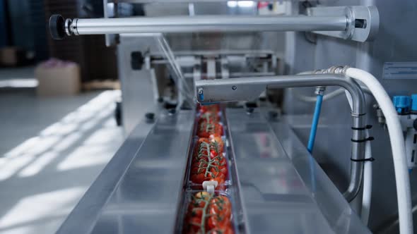 Factory Machine Moving Tomatoes at Technological Automated Manufacture Closeup alt