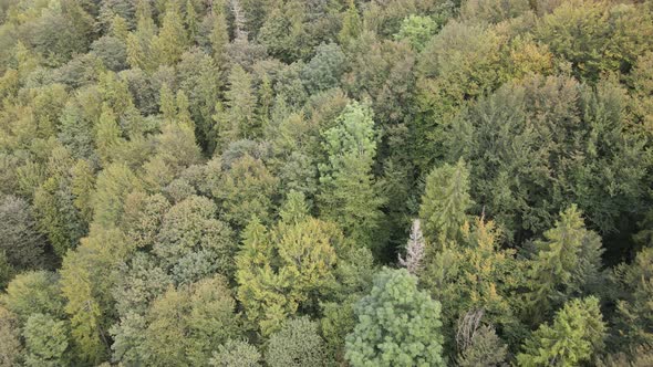 Trees in the Mountains Slow Motion. Aerial View of the Carpathian Mountains in Autumn. Ukraine alt